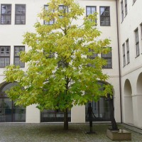 Konditorei, Café, Sommerterrasse / Garten Quelle: Universitätszentrum der Masaryk Universität