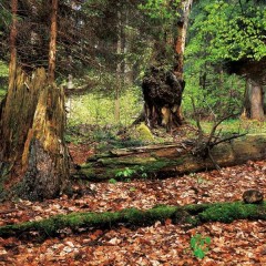 Touristische Attraktivität (Naturreservat) Quelle: Informationszentrum Nasavrky