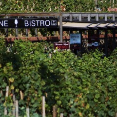 Restaurant, Summer terrace / garden source: St. Wenceslas vineyard