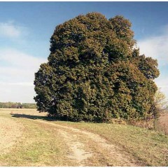 Toeristische attractiviteit (belangrijke boom / boomgroep) bron: Wikimedia Commons