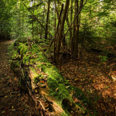 Touristische Attraktivität (Naturreservat) Quelle: Informationszentrum Nasavrky