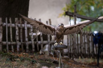 3. den myslivosti - soutěž o nejlepší kančí guláš!